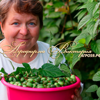 Актинидия коломикта ("УРАЛЬСКОЕ КИВИ") "КОНФЕТНОЕ КИВИ" Актинидия коломикта ("УРАЛЬСКОЕ КИВИ") "КОНФЕТНОЕ КИВИ"